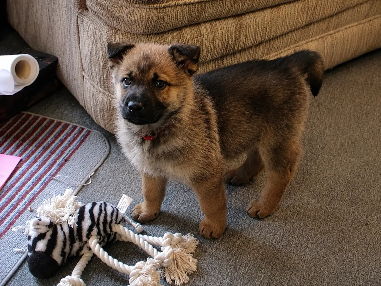 Photo of Shelby