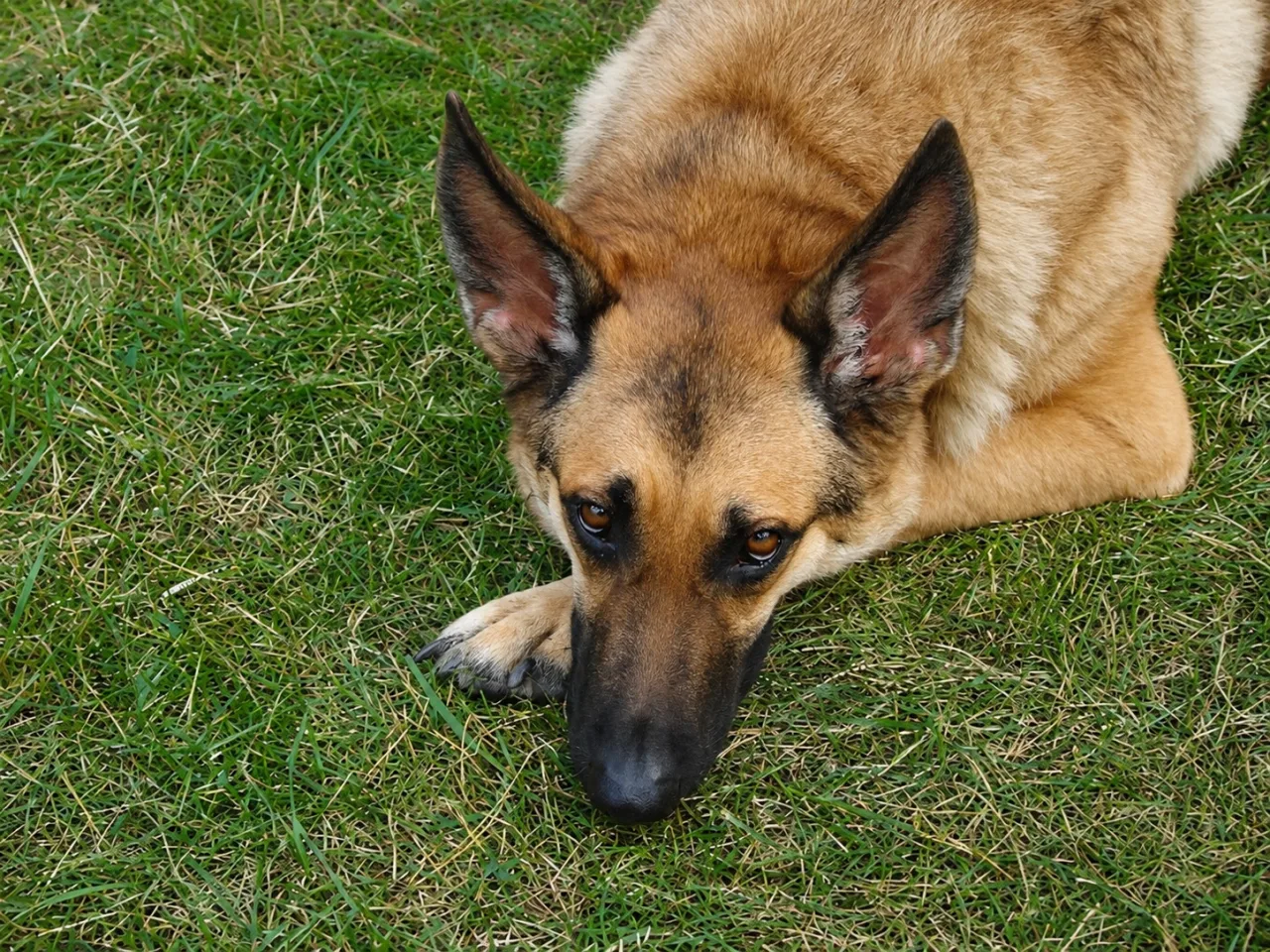Photo of Shelby