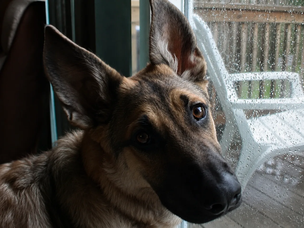 Photo of Shelby