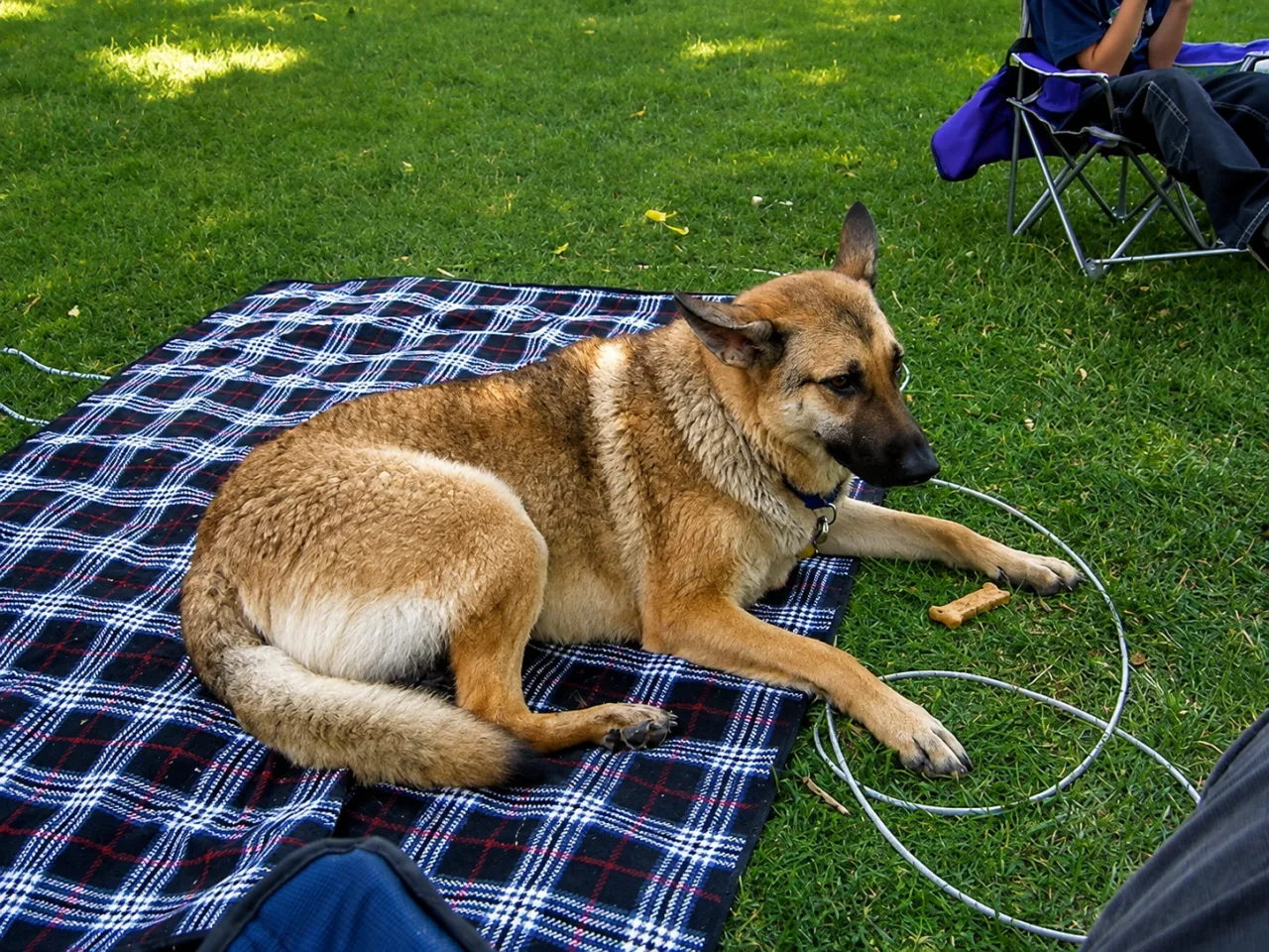 Photo of Shelby
