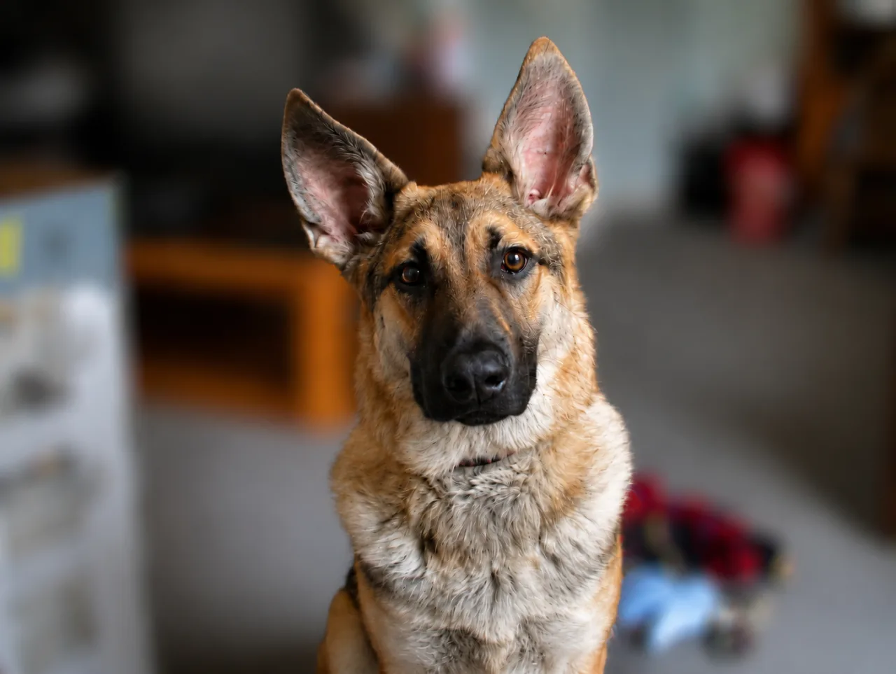 Photo of Shelby